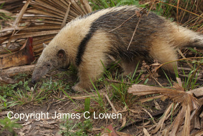 Southern Tamandua