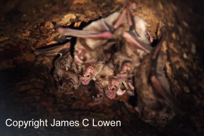 Common Vampire Bat