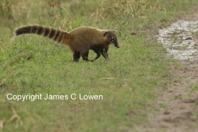 South American Coati