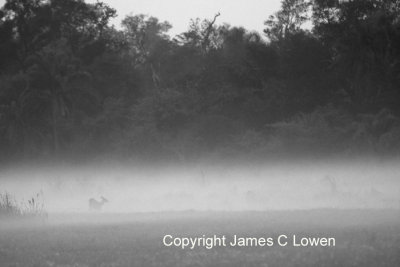 Marsh Deer at dawn
