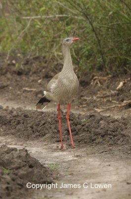 *NEW* Red-legged Seriema