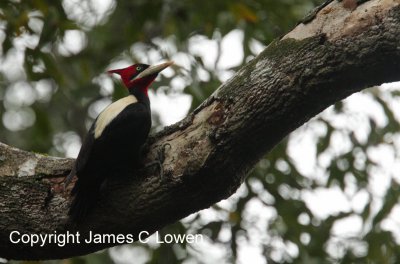 Cream-backed Woodpecker