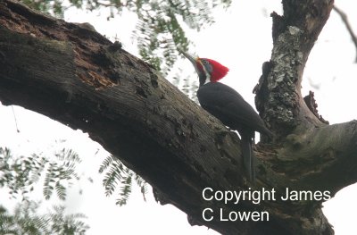 Black-bodied x Lineated Woodpecker