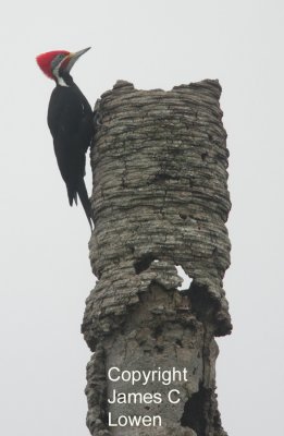 Black-bodied x Lineated Woodpecker