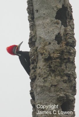 Black-bodied x Lineated Woodpecker