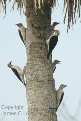 White Woodpeckers