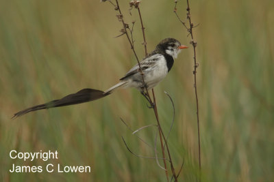 Strange-tailed Tyrant