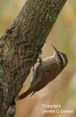 Narrow-billed Woodcreeper