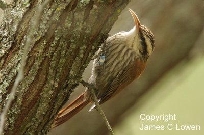 Narrow-billed Woodcreeper