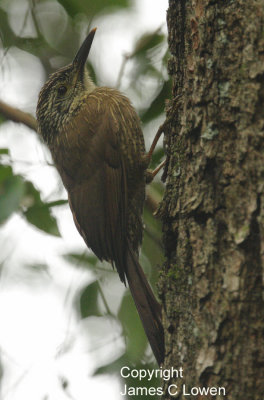 Planalto Woodcreeper