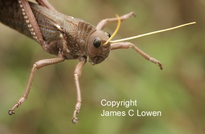 locust-like grasshopper