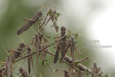 locust-like grasshopper