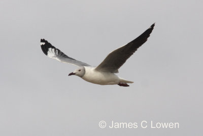 Grey-headed Gull