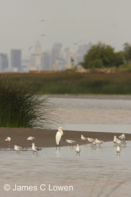 Great Egret & Buenos Aires