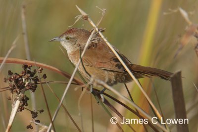 Freckle-breasted Thornbird