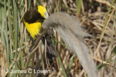Brown-and-yellow Marshbird