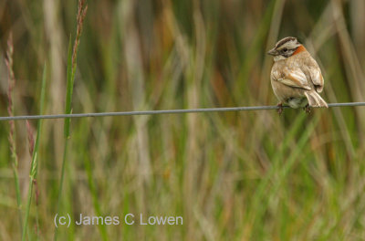 leucistic Rufous-collared Sparrow