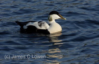 Common Eider