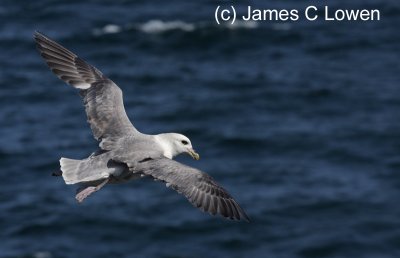 Northern Fulmar