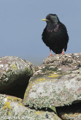 Shetland Starling 