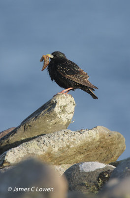 Shetland Starling 