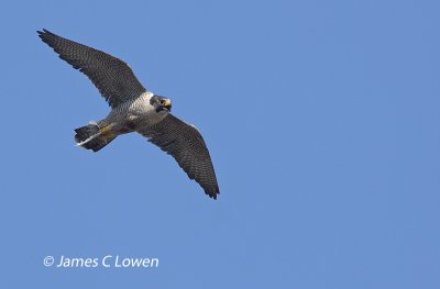 Peregrine