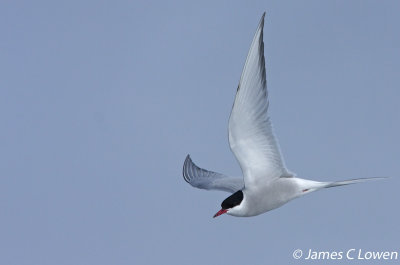 Arctic Tern