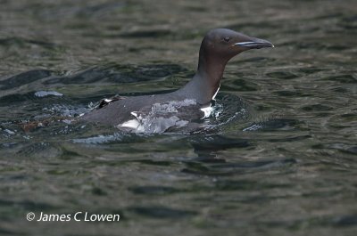 Brunnich's Guillemot