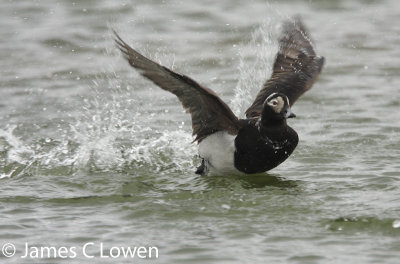 Long-tailed Duck