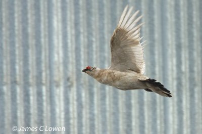 Rock Ptarmigan