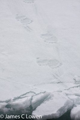 Polar Bear prints