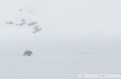 Polar Bear