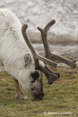 Svalbard Reindeer