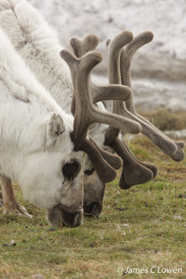 Svalbard Reindeer