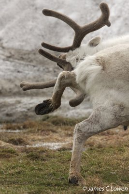 Svalbard Reindeer