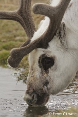Svalbard Reindeer