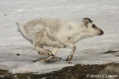 Svalbard Reindeer