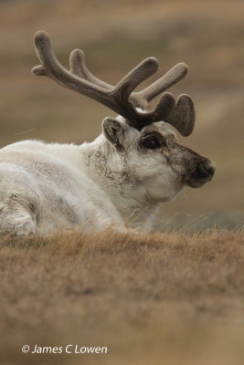Svalbard Reindeer