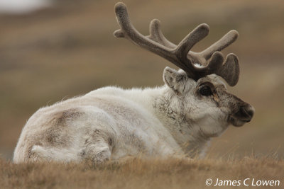 Svalbard Reindeer