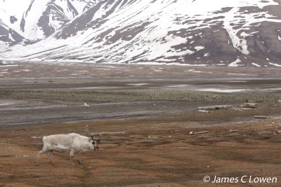 Svalbard Reindeer