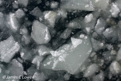 Hornsund sea ice