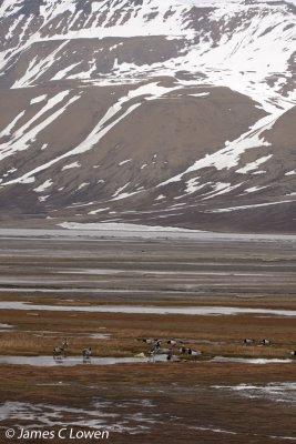 Geese at Longyearbyen
