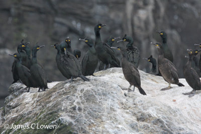 European Shag