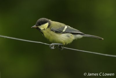 Great Tit