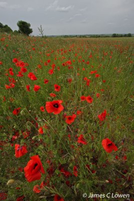 Common Poppy