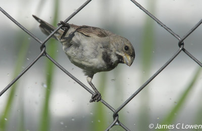 Double-collared Seedeater