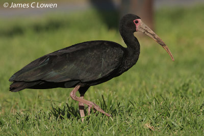 *NEW* Bare-faced Ibis