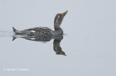 Flying Steamer-duck