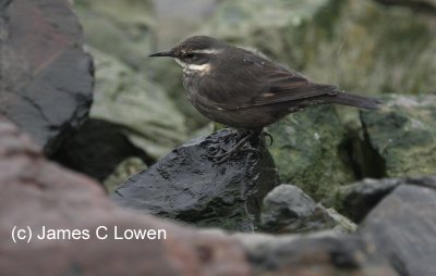 Dark-bellied Cinclodes