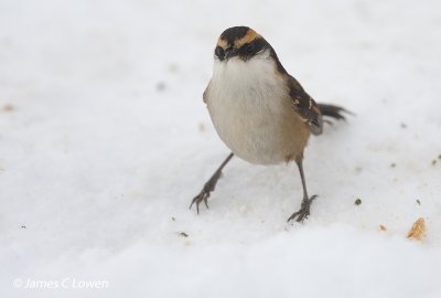 Thorn-tailed Rayadito